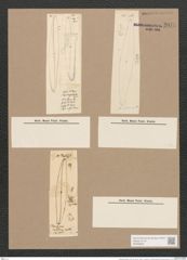 Pleurosigma rigidum W.Sm. (de-Toni-Nr.: Genus 13, Species 1013) Zeichnungen Sammlung Grunow Nr. 2073 (NHMW-BOT-W0368936)